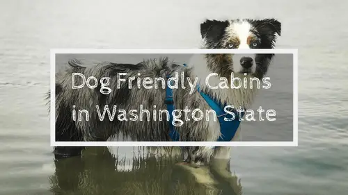 Dog Friendly Cabins in Washington State | Soap Lake Natural Spa and Resort