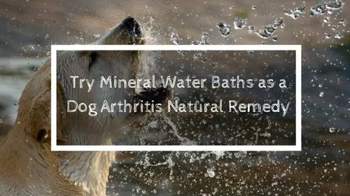 Try Mineral Water Baths as a Dog Arthritis Natural Remedy | Soap Lake Natural Spa and Resort